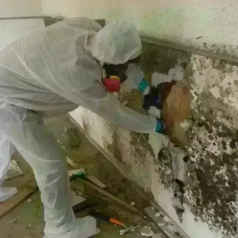 Mold Remediation and Removal in Taylor County, KY